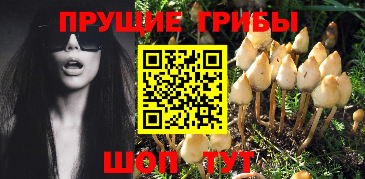 Галлюциногенные грибы Psilocybine cubensis Ярославль